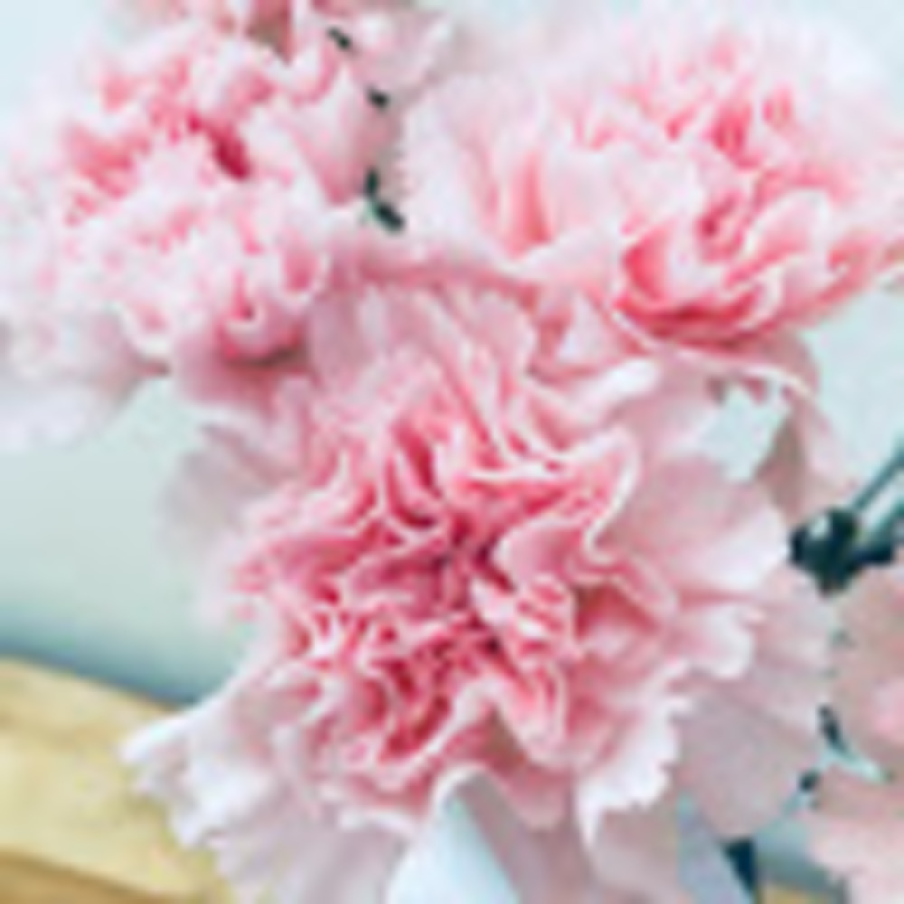 Meet your Posher, Rosa